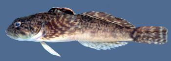 Media type: image; Ichthyology 99405